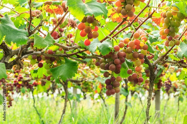 Fototapeta Ripe grapes in the vineyard,in the autumn season