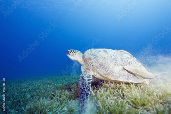 Fototapeta female green turtle