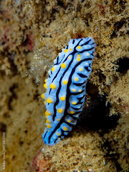Obraz Nudibranch