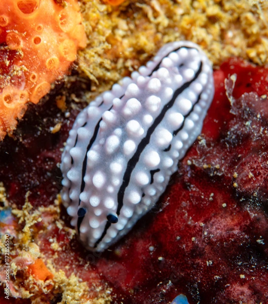 Obraz Nudibranch