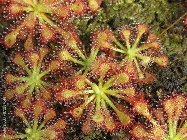 Obraz Zbliżenie na rośliny z gatunku drosera capillaris