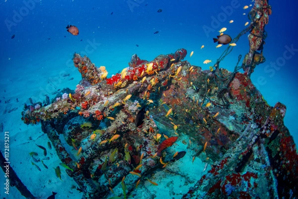 Obraz Taprobane wreck dive site