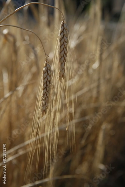 Obraz Grano e cereali
