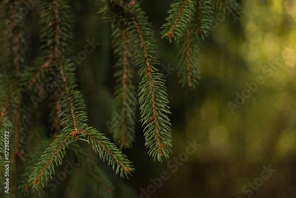 Fototapeta background, branches of a coniferous tree close up