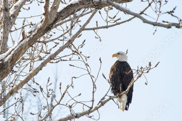 Fototapeta Bald Eagle sitting in tree