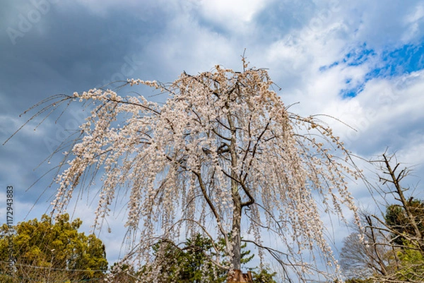 Fototapeta 京都府円山公園　満開のしだれ桜　
