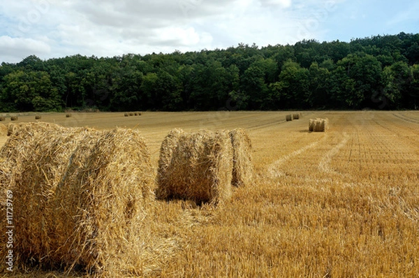 Fototapeta Straw bales