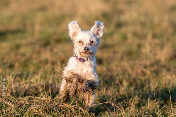 Obraz dog in the grass
