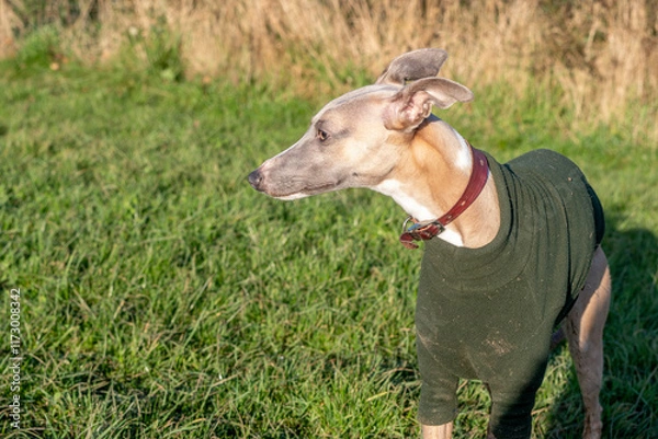 Obraz dog on the grass