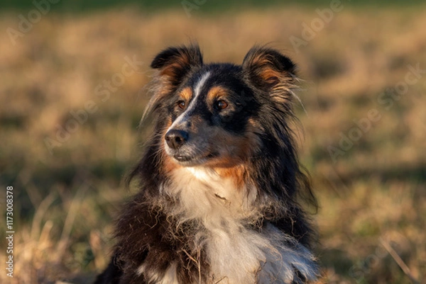 Obraz Shetland Sheepdog posing for the camera