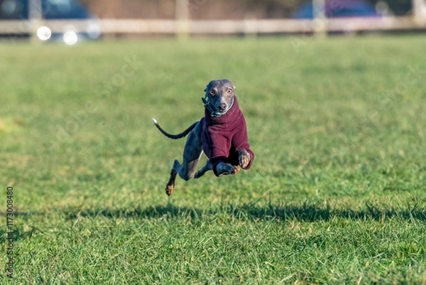 Obraz dog running in the grass
