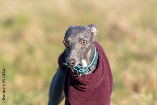 Obraz Blue Whippet Posing for the camera