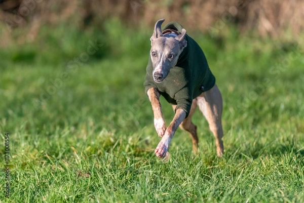 Obraz Whippet running in a field