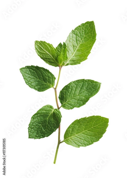 Fototapeta Fresh Mint Leaves Isolated on White Background for Culinary Use