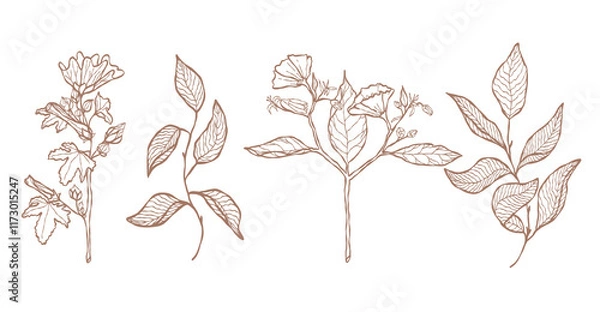 Fototapeta Floral line art illustration. Collection of wildflowers and branches on a white background. Hand-drawn botanical silhouette of mallow and tree leaves. Wedding card elements. Autumn objects.