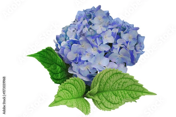 Obraz Hydrangea flower, Hydrangea macrophylla, isolated. Blue . large-leaved.