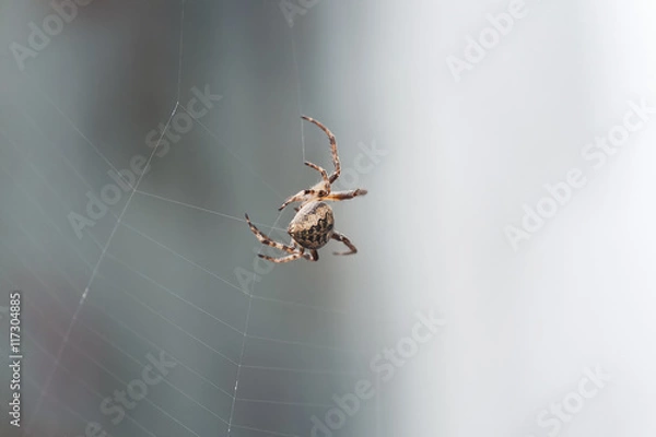 Fototapeta thick scary hairy spider spinning its web