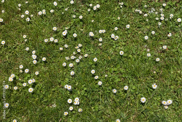 Obraz Daisy flowers in the garden. Small depth of field
