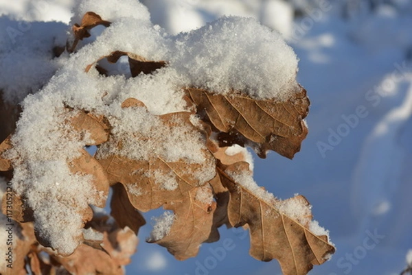 Fototapeta Beautiful oak branch with brown leaves on a background of snow, close-up