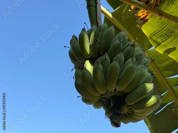 Obraz bunch of bananas