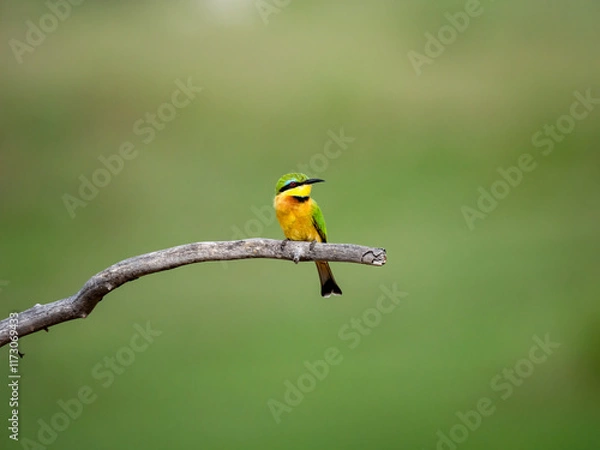 Fototapeta Zwergspint (Merops pusillus)