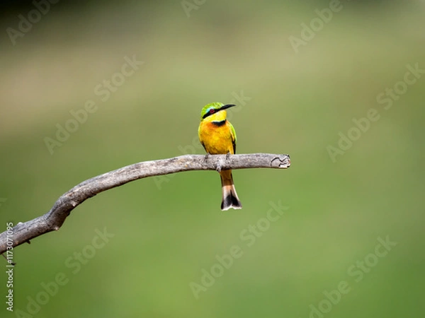 Fototapeta Zwergspint (Merops pusillus)