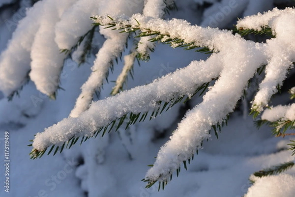 Fototapeta The branches of the Christmas tree are covered with snow against a background of snow. Winter background