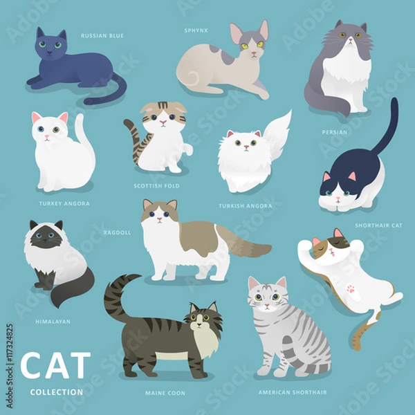 Obraz Adorable cat breeds collection