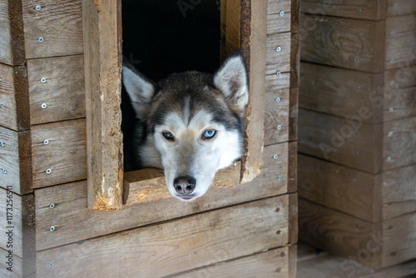 Fototapeta dog resting in farm after Sled dog lapland winter in Inari Nellim frozen lake