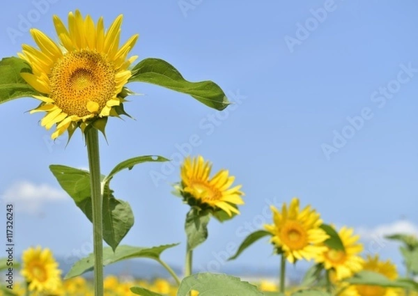 Fototapeta ひまわりと青空
