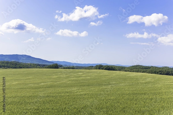 Fototapeta 美瑛・パッチワークの路の田園風景