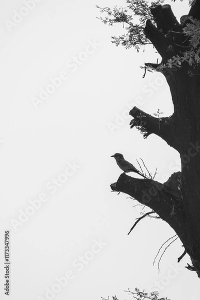 Fototapeta Silhouette of Abyssinian Roller in a tree