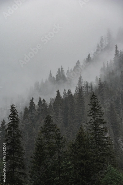 Fototapeta Las świerkowy we mgle, mglisty leśny krajobraz, wierzchołki drzew, mgła. Spruce forest in fog, foggy forest landscape, treetops, mist.
