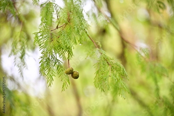Fototapeta After the rain, the Bald Cypress, a native of southeastern U.S. wetlands, showcases its delicate feathery leaves and winged seeds that symbolize adaptability and natural elegance.