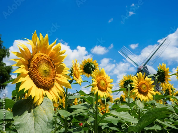 Obraz 夏空と風車とひまわり畑
