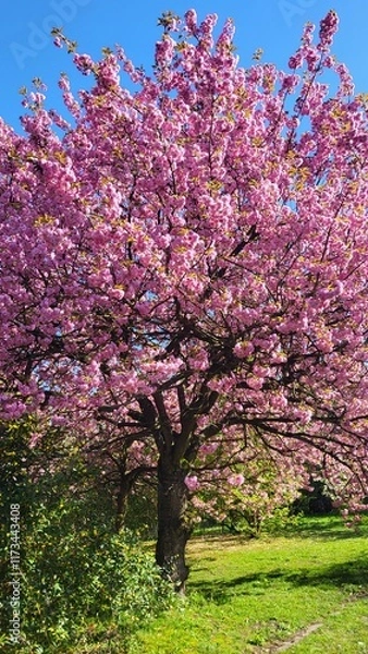 Fototapeta pink blossom