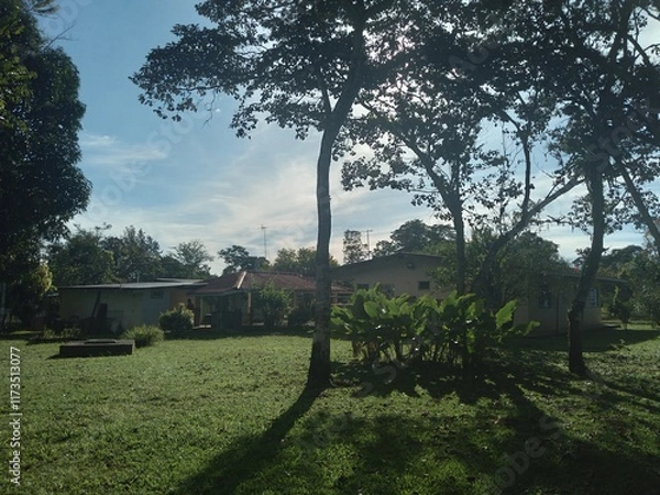 Fototapeta view of trees with the sun passing through them on a summer day surrounded by nature with a blue sky