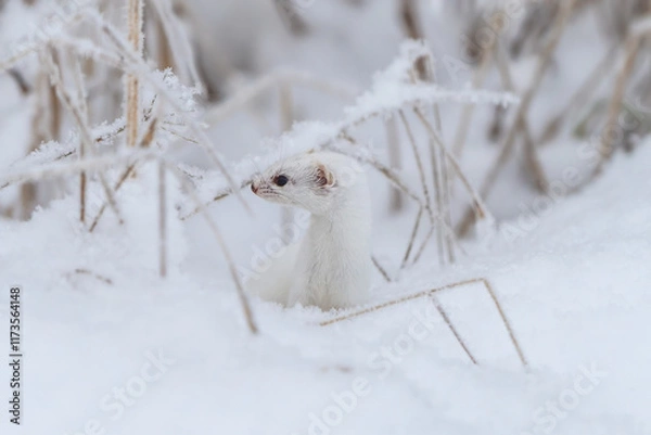 Fototapeta Least weasel in snow