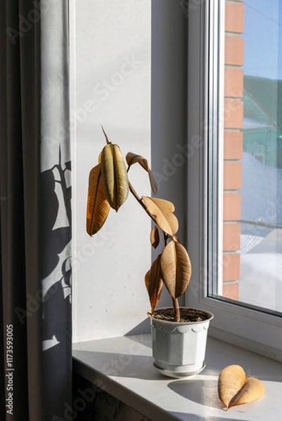 Obraz Dead Ficus Elastica on the Windowsill