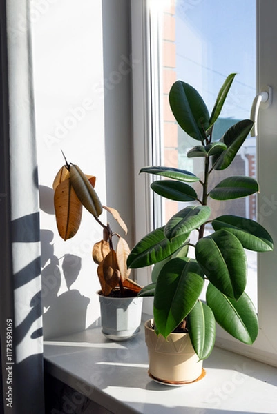 Fototapeta Ficus Elastica: A Comparison of Healthy and Dying Plants on the Windowsill