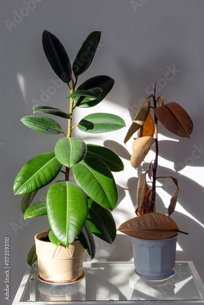 Fototapeta a healthy and dying Ficus elastica plant
