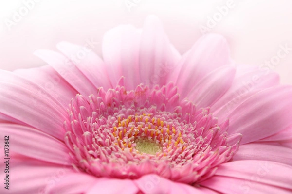 Obraz schöne gerbera
