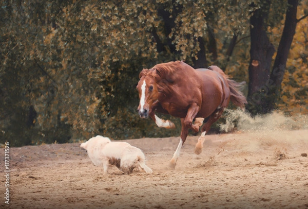 Obraz zły czerwony pies atak konia na tle drzew