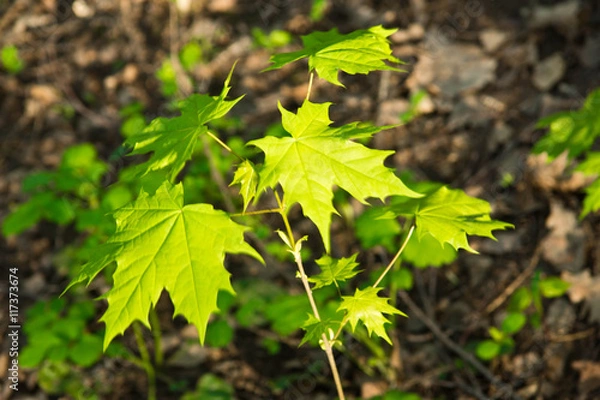 Obraz green leaves of maple in sunny weather