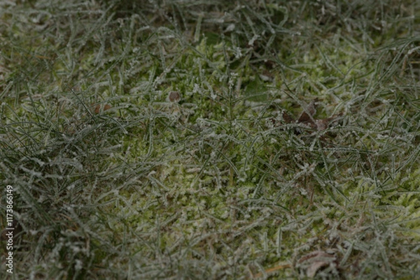 Fototapeta A stunning frostcovered grass field adorned with sparkling ice crystals, set in a serene outdoor environment that captures natures beauty