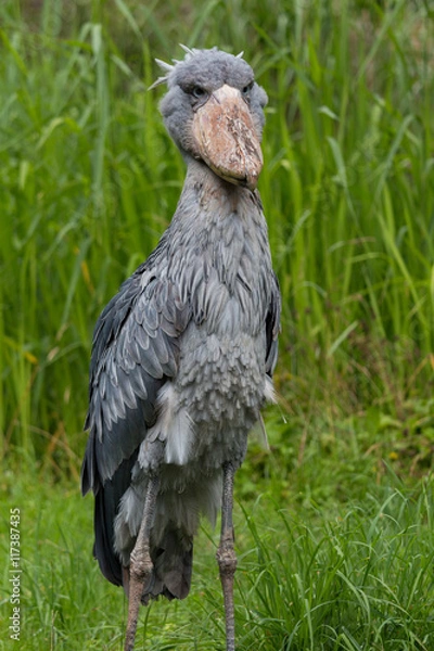 Fototapeta Shoebill