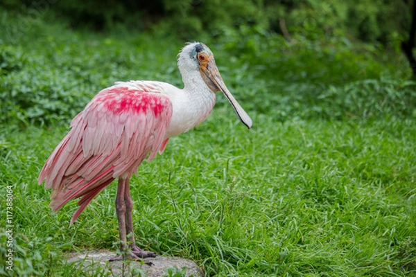 Fototapeta Roseate spoonbill