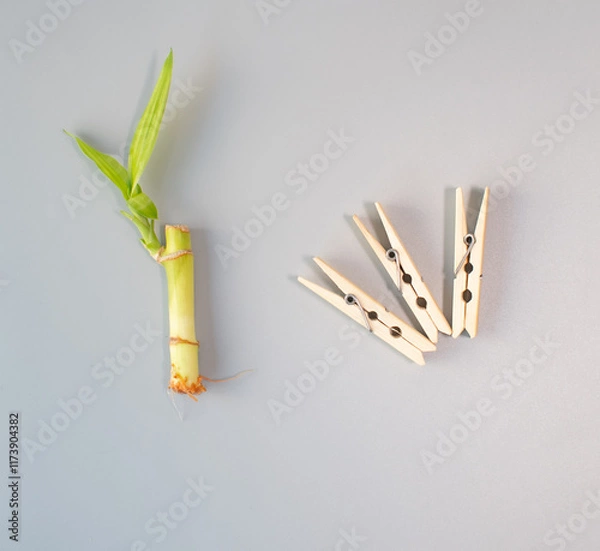 Obraz Bamboo clips  with bamboo shoot 