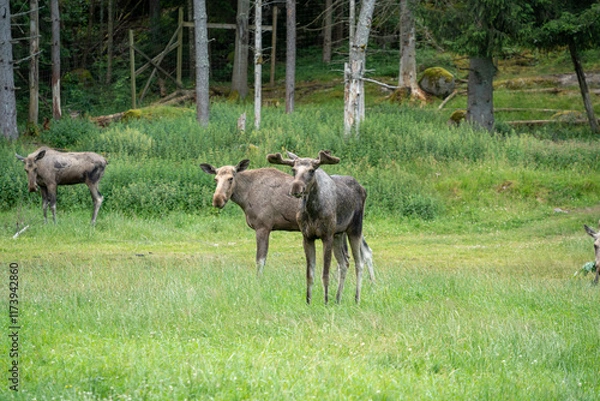 Fototapeta Elchkühe auf einer Wiese in Schweden