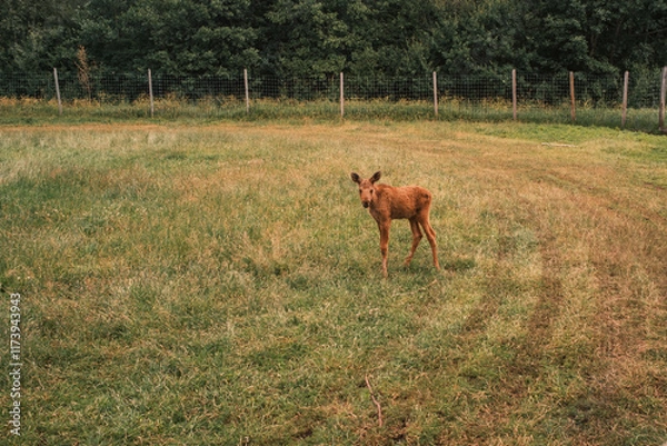 Fototapeta Elch Jungtier auf einer Wiese